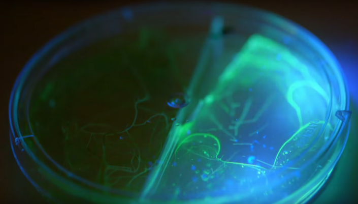 mycorrhiza