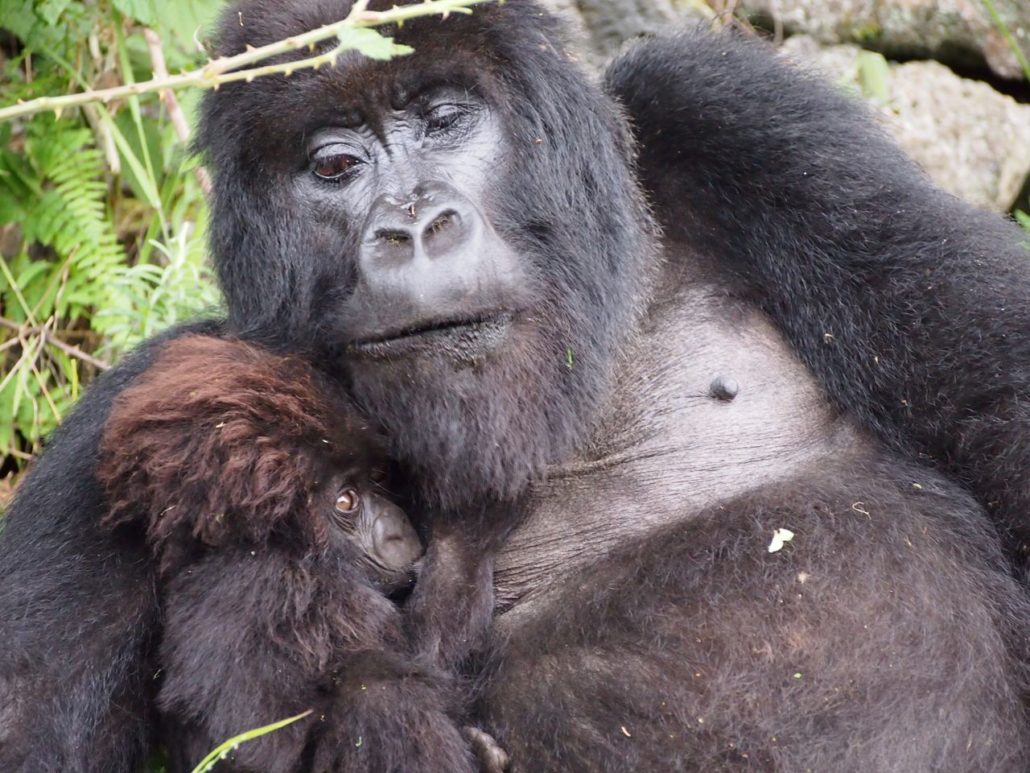 berggorilla Rwanda Virunga