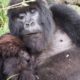 berggorilla Rwanda Virunga