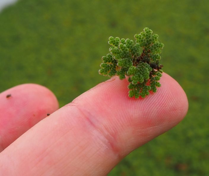 azolla op vingers